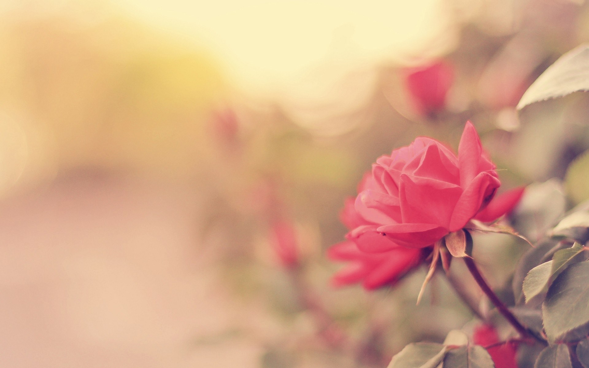 Aforismi d’amore e frasi per fare innamorare